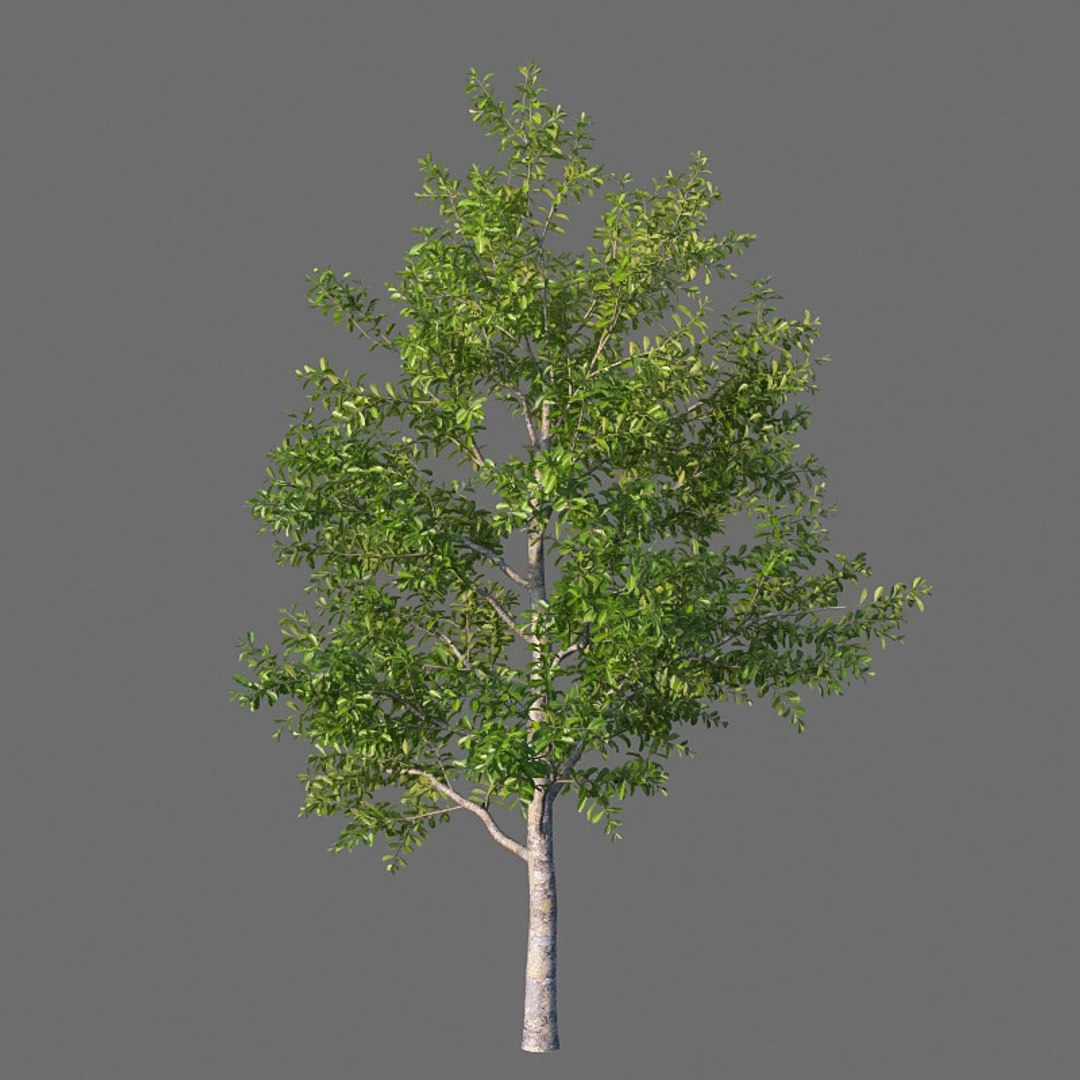 XfrogPlants Beeftree - Guapira Discolor 3D Model - TurboSquid 1734011