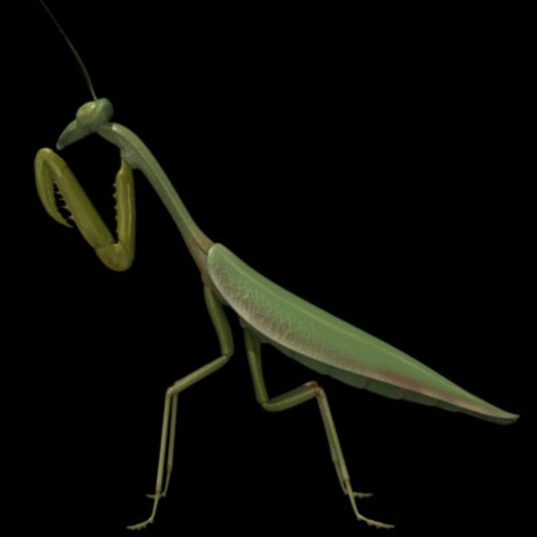 Praying Mantis 3d Max
