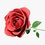 rote Rose