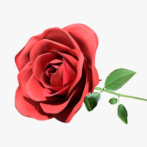 Red rose