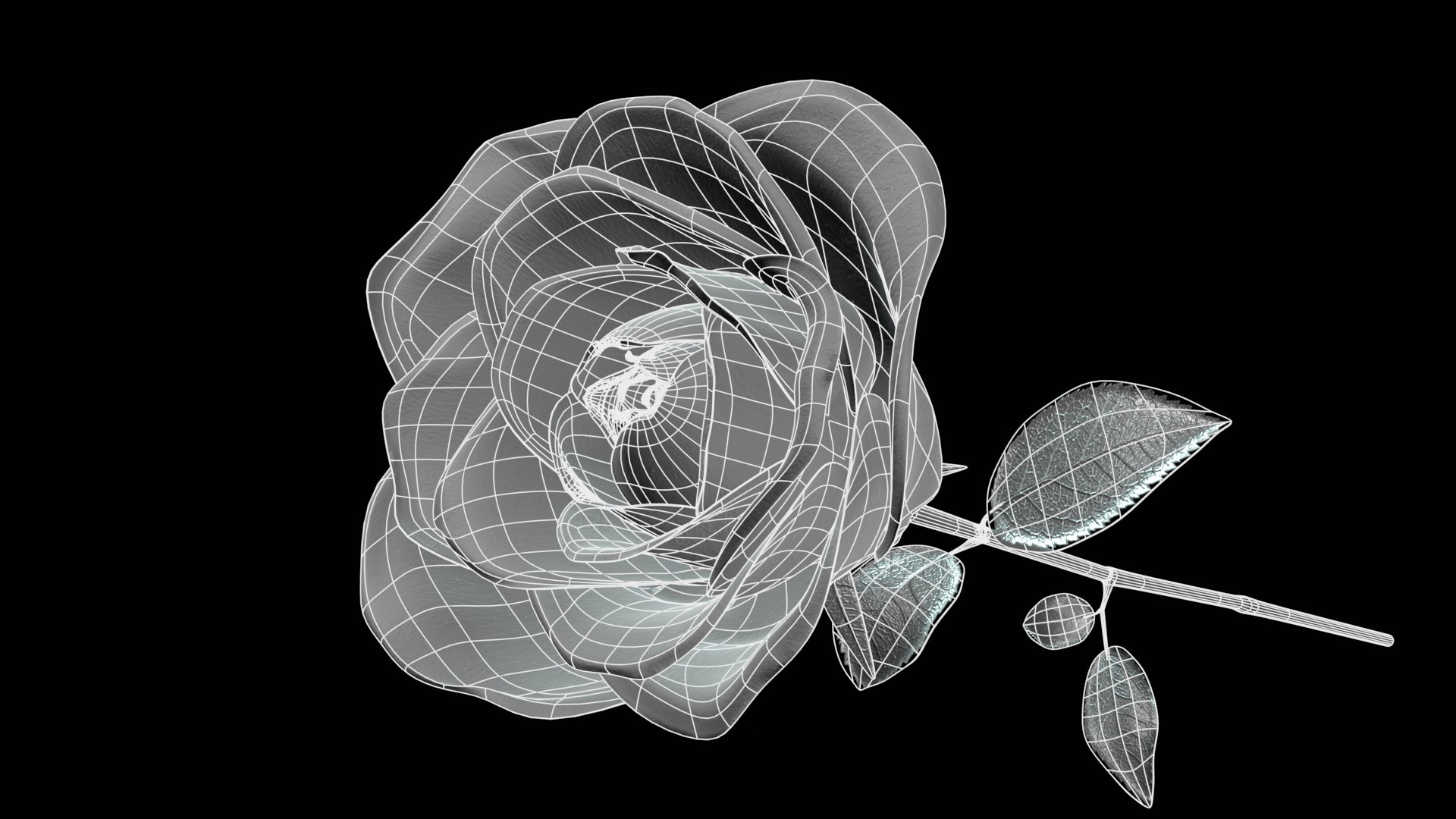 Red rose 3D model https://p.turbosquid.com/ts-thumb/OH/92Lkqa/9G/4wireframe/png/1679131949/1920x1080/fit_q87/02b2503e058172614d9059d162d5ea640a07cd26/4wireframe.jpg