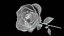 rote Rose