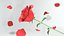 rote Rose