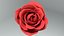 rote Rose
