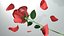rote Rose