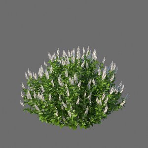 XfrogPlants Coastal Pepperbush - Clethra Alnifolia