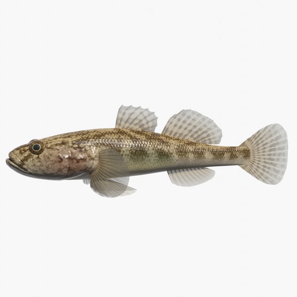 Coral Fish glTF Models for Download | TurboSquid