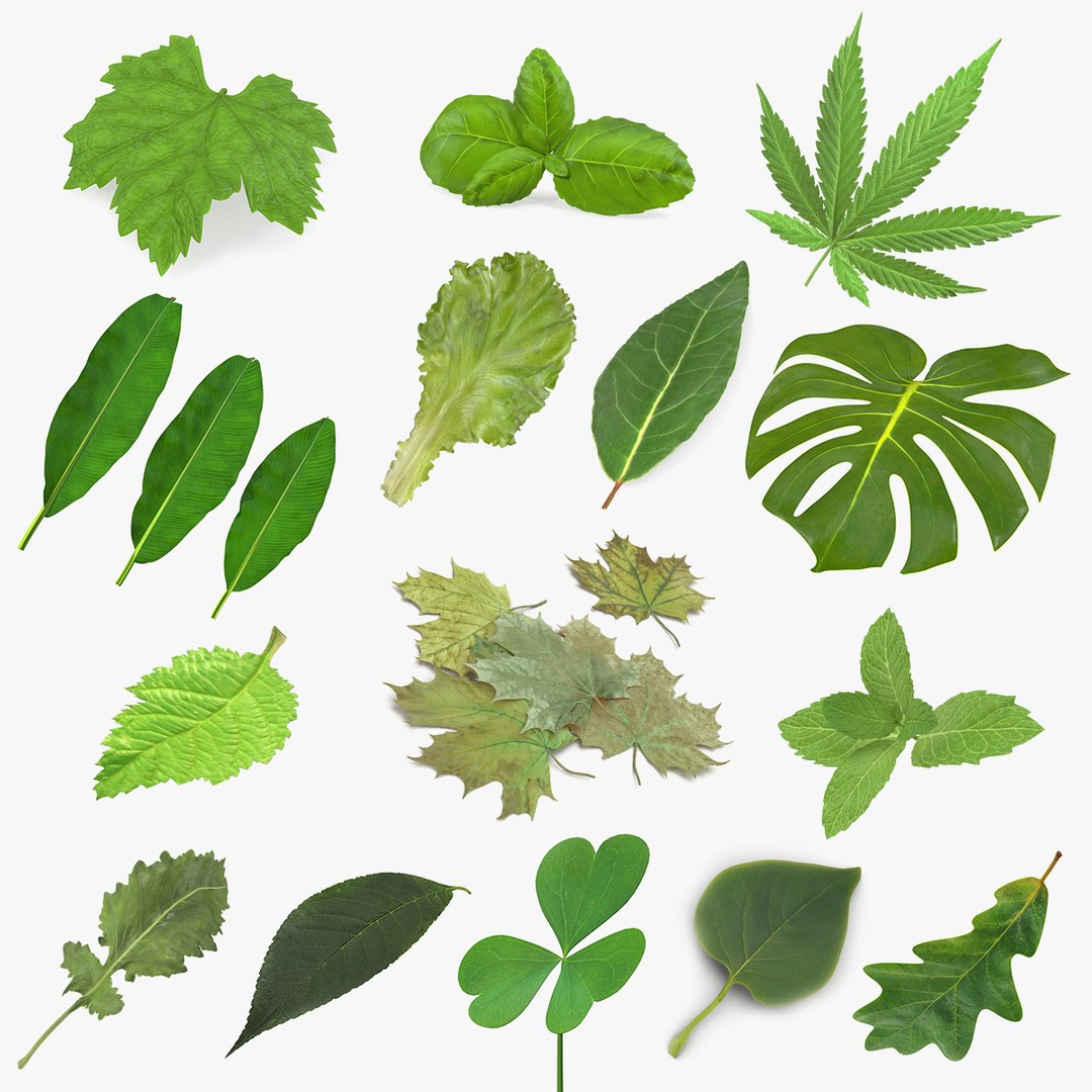 Leaves Collection 11 3D model preview
