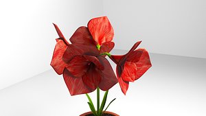 3D amaryllis