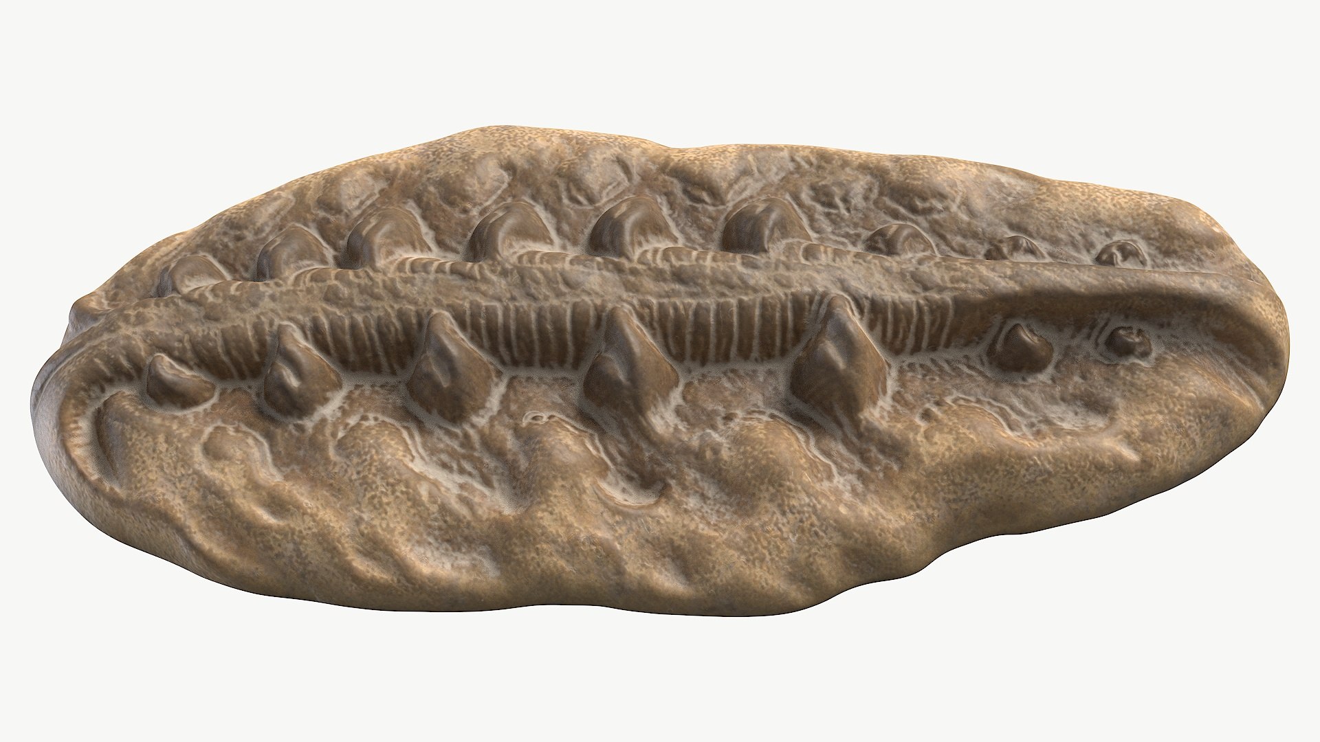 3D Ancient Fossil 2007 Textured Model - TurboSquid 2299869