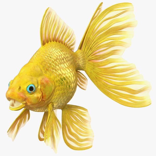 goldfish 3d