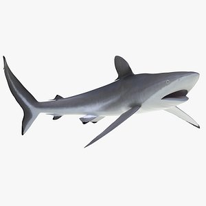 3d silky shark rigged model