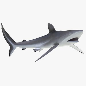 Silky Shark Rigged 3D Model