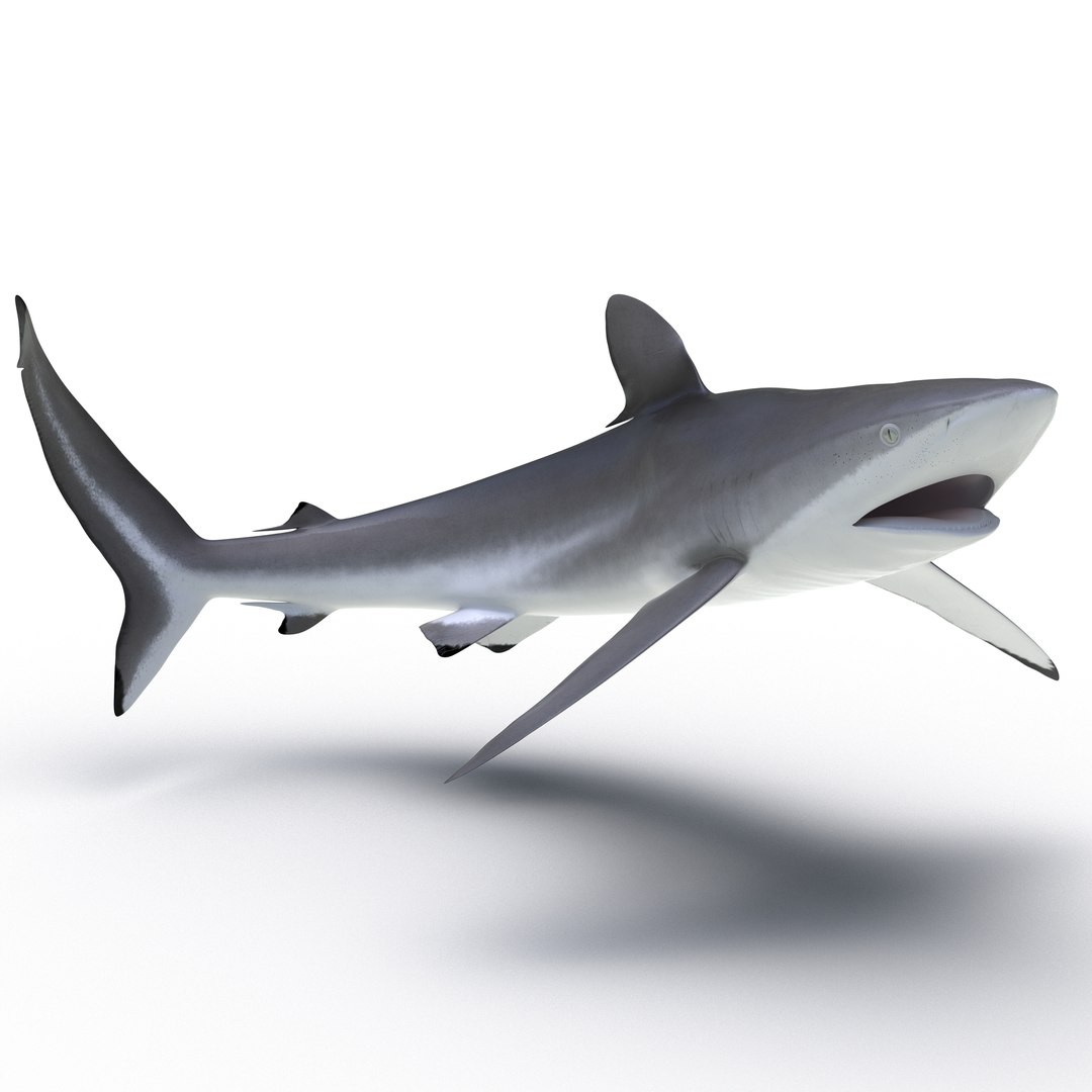 Silky Shark Rigged 3D Model 3D model preview