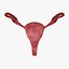 Modelo 3D do sistema reprodutivo feminino