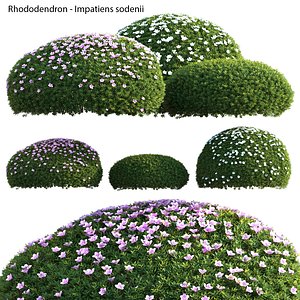 3D model Rhododendron - Impatiens sodenii 01