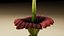 Fiore cadavere Amorphophallus titanium