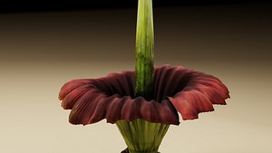 Corpse Flower Amorphophallus titanium
