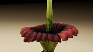 Corpse Flower Amorphophallus titanium