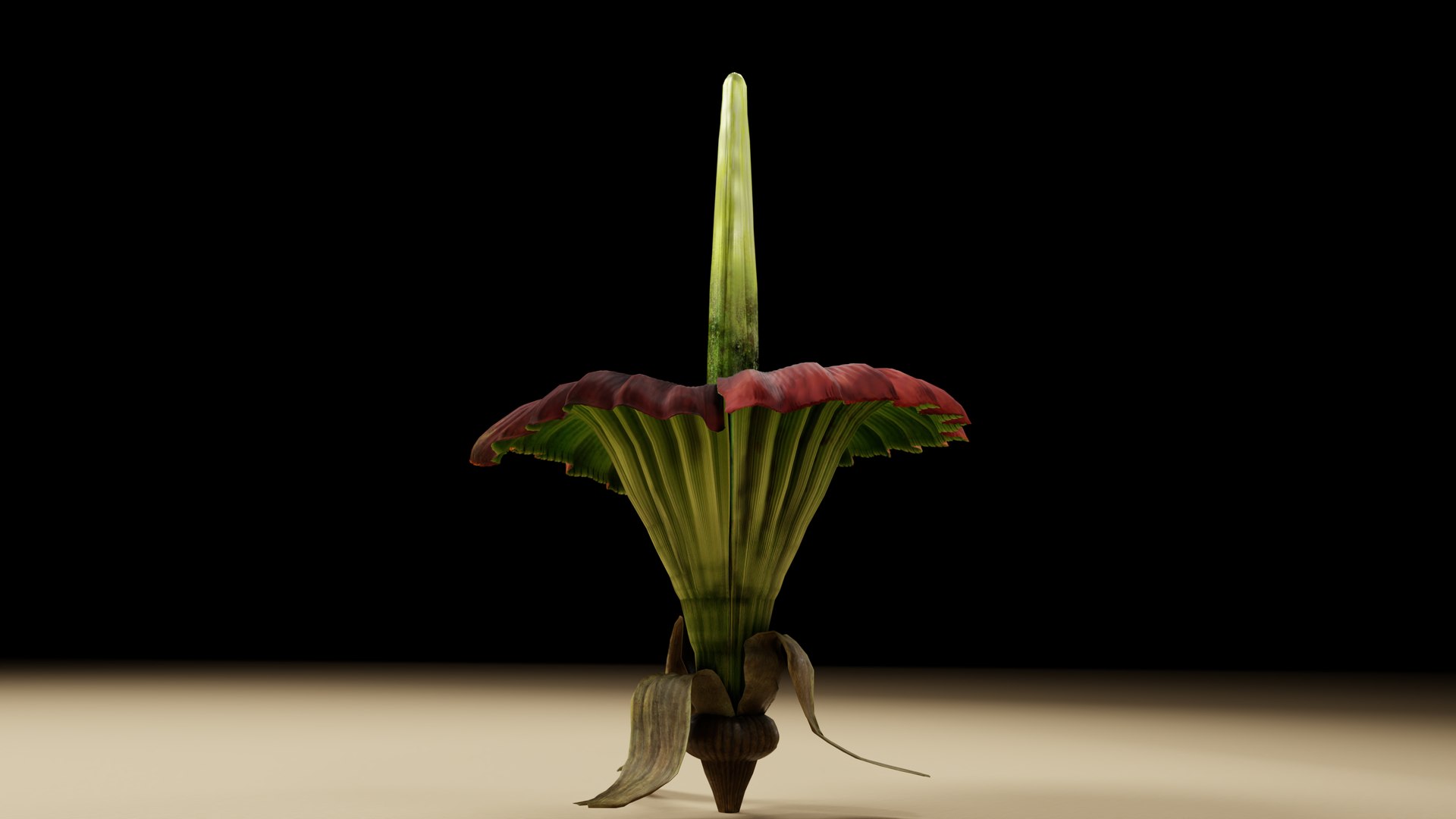 Corpse Flower Amorphophallus titanium 3D model https://p.turbosquid.com/ts-thumb/OH/kc9DSM/8n/c00/png/1764918470/1920x1080/fit_q87/81eefe8038c98961b4a635818541642bf677bcb6/c00.jpg