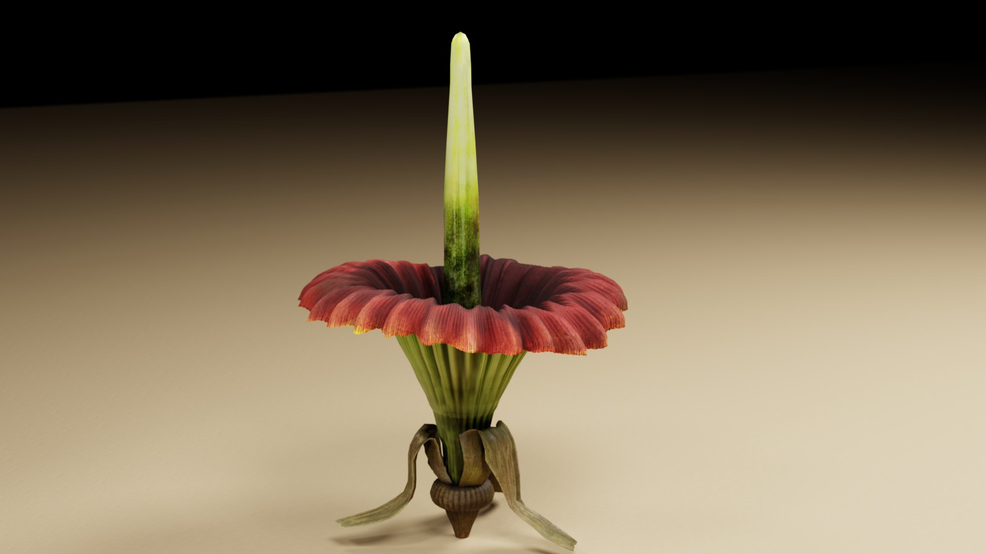 Corpse Flower Amorphophallus titanium 3D model https://p.turbosquid.com/ts-thumb/OH/kc9DSM/BI/c03/png/1764918474/1920x1080/fit_q87/9946bf9afd1d81d5fab3f82bd15acba77a493b02/c03.jpg