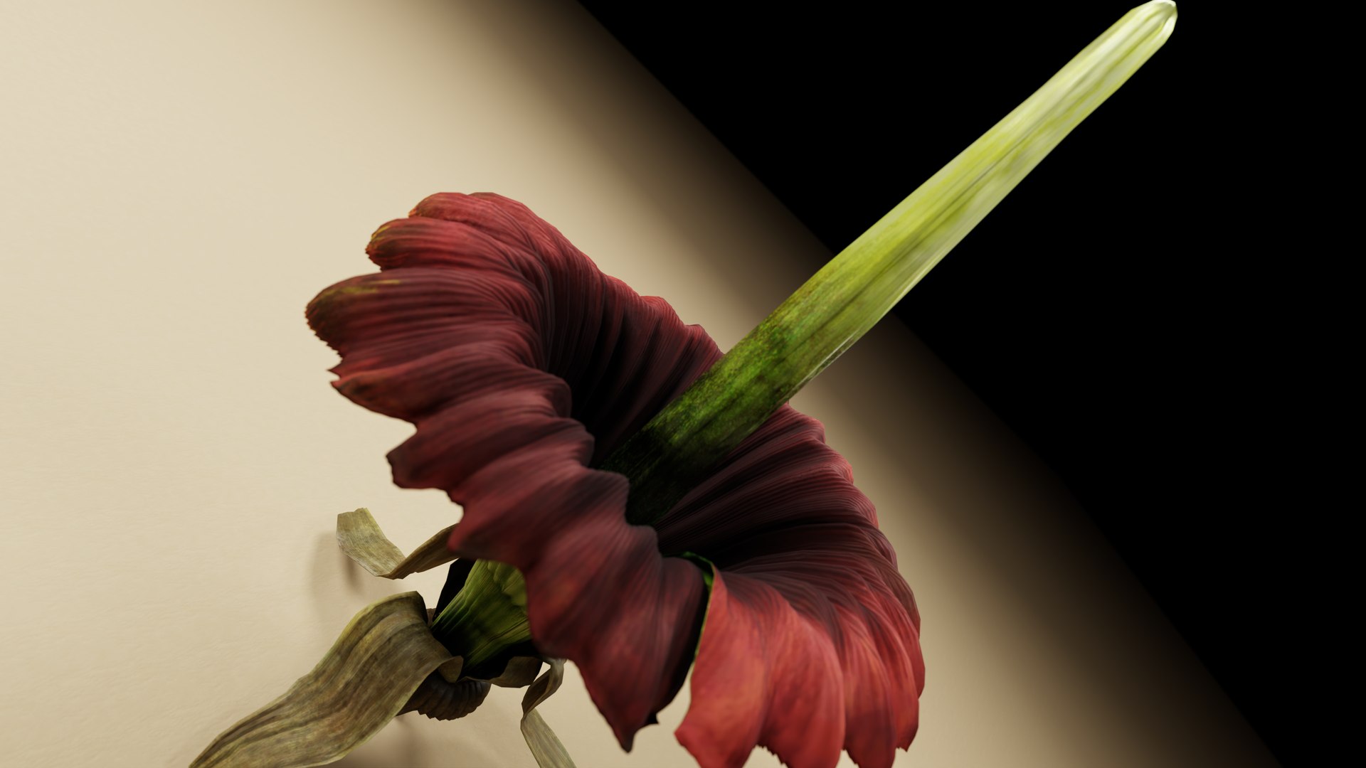 Corpse Flower Amorphophallus titanium 3D model https://p.turbosquid.com/ts-thumb/OH/kc9DSM/Lb/c04/png/1764918471/1920x1080/fit_q87/c9ad1bef8967a92c9982b2caacf1d041dee0c2b6/c04.jpg