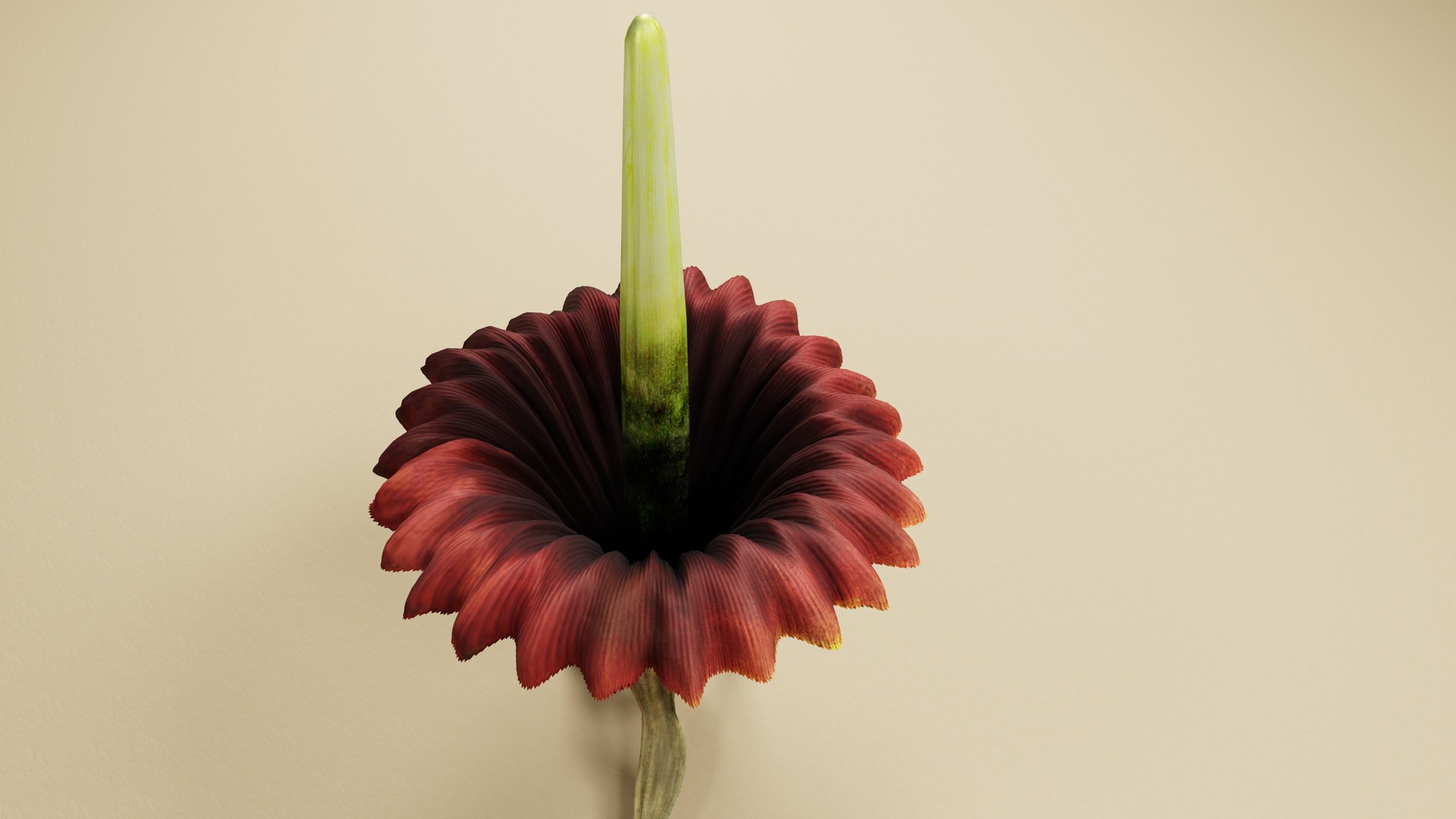 Corpse Flower Amorphophallus titanium 3D model https://p.turbosquid.com/ts-thumb/OH/kc9DSM/ah/c02/png/1764918482/1920x1080/fit_q87/a14944987637f58386959de7c51997a044609574/c02.jpg