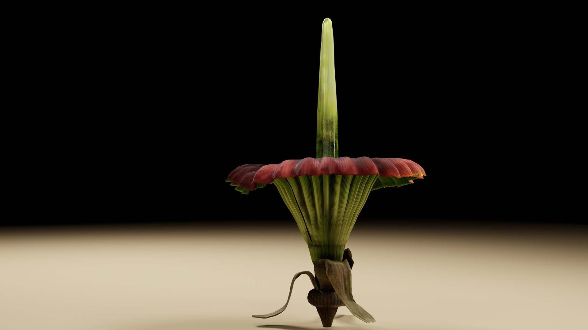 Corpse Flower Amorphophallus titanium 3D model https://p.turbosquid.com/ts-thumb/OH/kc9DSM/gQ/c01/png/1764918470/1920x1080/fit_q87/0c60258f83138a867a81b4fdd9b4640436692a46/c01.jpg
