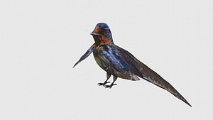 Low Poly Swallow Rigged With Realistic Texture