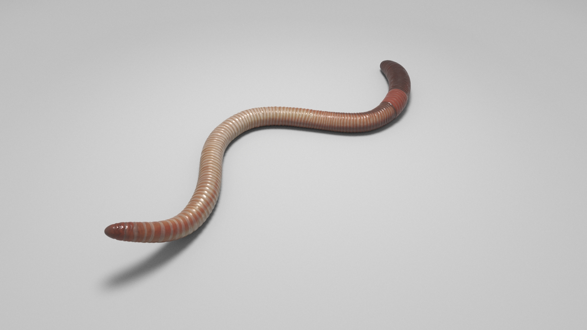 Tigerworm 3D - TurboSquid 1986373