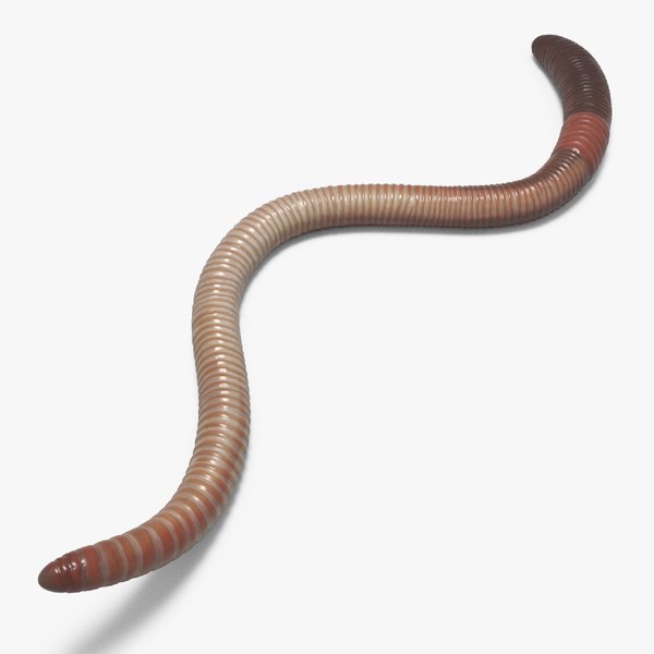 Earthworm 3D Models for Download | TurboSquid