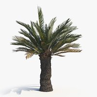 Cycad BroodBoom A