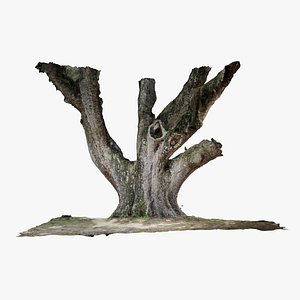 Oak Tree Trunk model