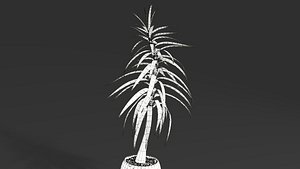 Yucca Big