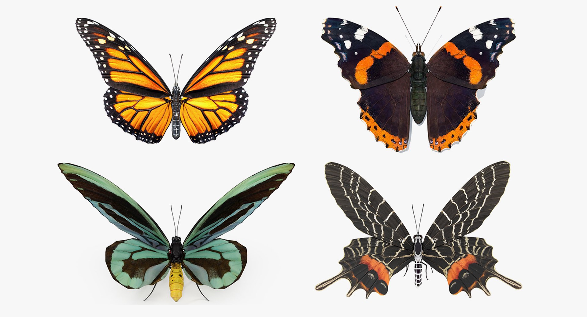 Rigged Butterflies Collection 3 for Maya 3D model preview