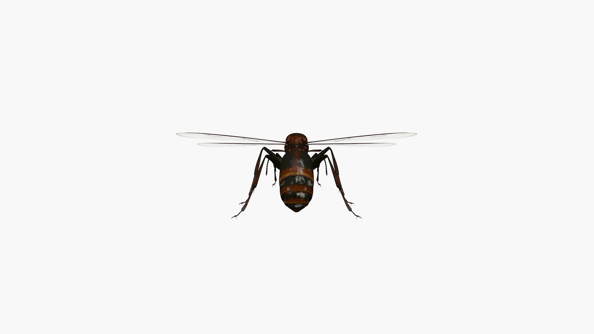 Ant Model - TurboSquid 2401842