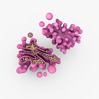 Golgi Apparatus