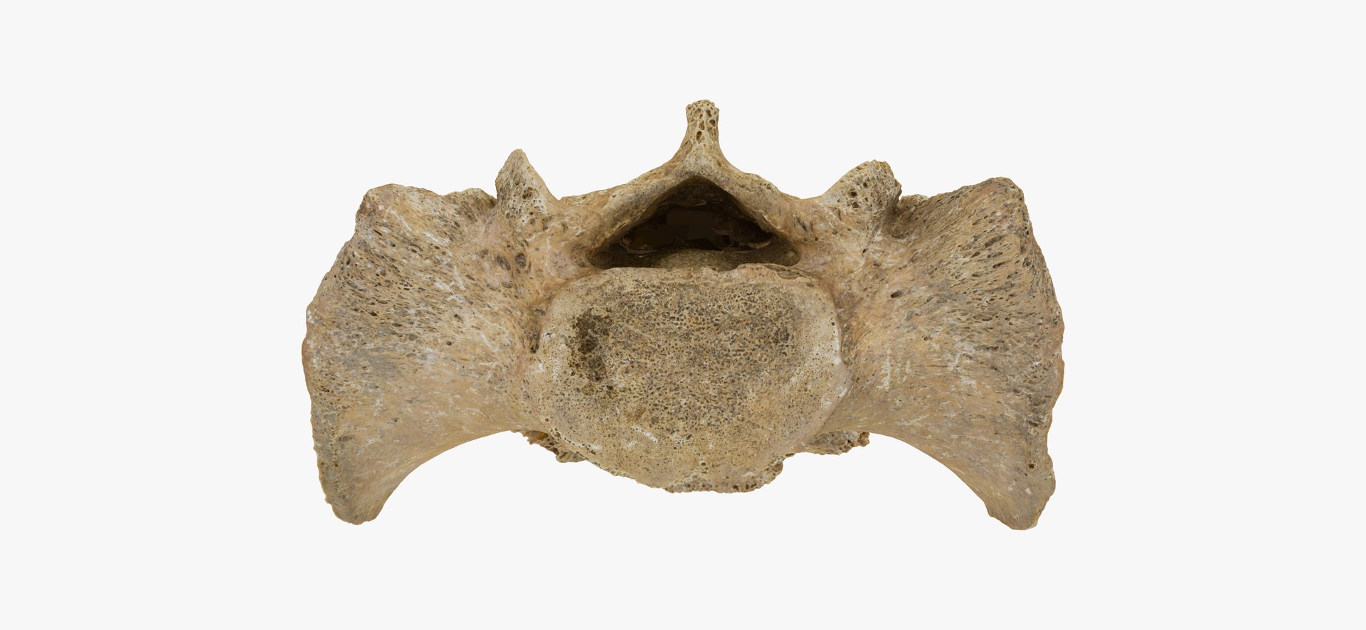 3D Sacrum Vertebrae S1 Raw - TurboSquid 1542968
