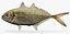 Caranx crysos blue runner