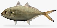 Caranx crysos blue runner