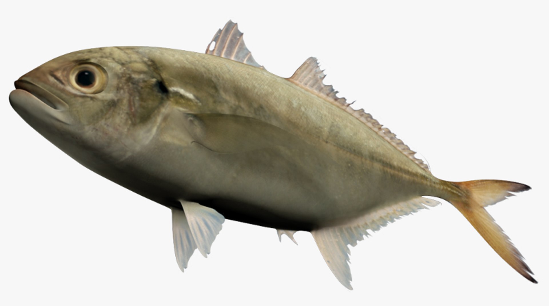 3d caranx crysos blue runner https://p.turbosquid.com/ts-thumb/OI/auriVZ/HJHiftT5/2/jpg/1449130885/1920x1080/fit_q87/ae86f92034acb46b3f9ed6ace52f3b80f29618ae/2.jpg