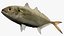 Caranx crysos blue runner