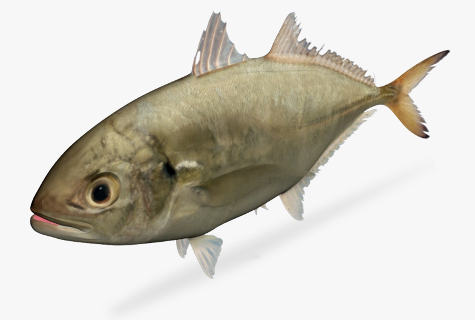 3d caranx crysos blue runner https://p.turbosquid.com/ts-thumb/OI/auriVZ/fNU8Q6vd/3/jpg/1449130885/1920x1080/fit_q87/05955aecd0d9174154a57200a229325e33f4016c/3.jpg