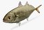 Caranx crysos blue runner