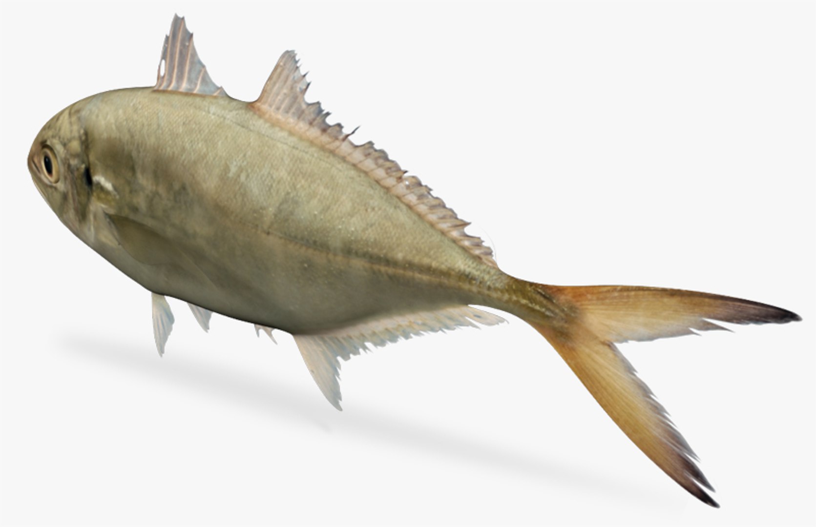 3d caranx crysos blue runner https://p.turbosquid.com/ts-thumb/OI/auriVZ/yr09yvPQ/4/jpg/1449130885/1920x1080/fit_q87/f016e535bcd2b28a94b9205f897c439245e1d399/4.jpg