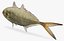 Caranx crysos blue runner