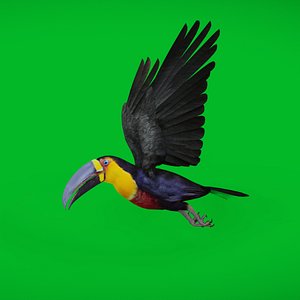 Channel Billed Toucan Bird