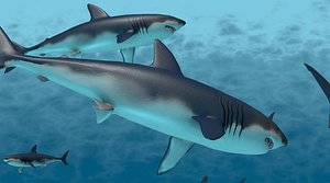 Rigged and animated school of sharks