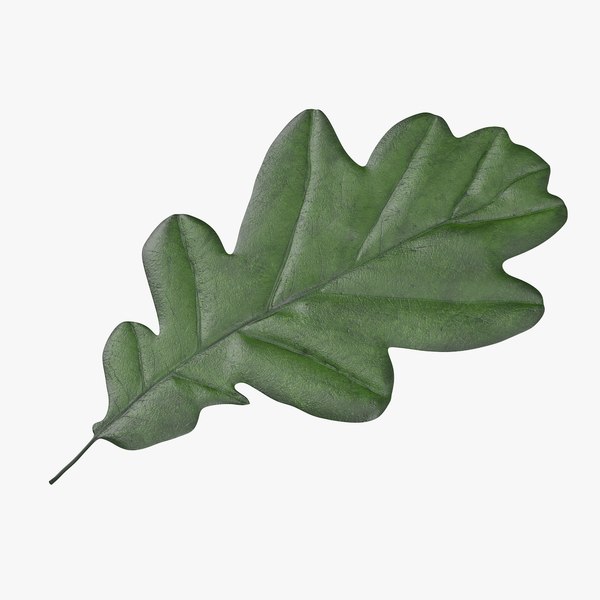 Oak Leaves 3D Models for Download TurboSquid