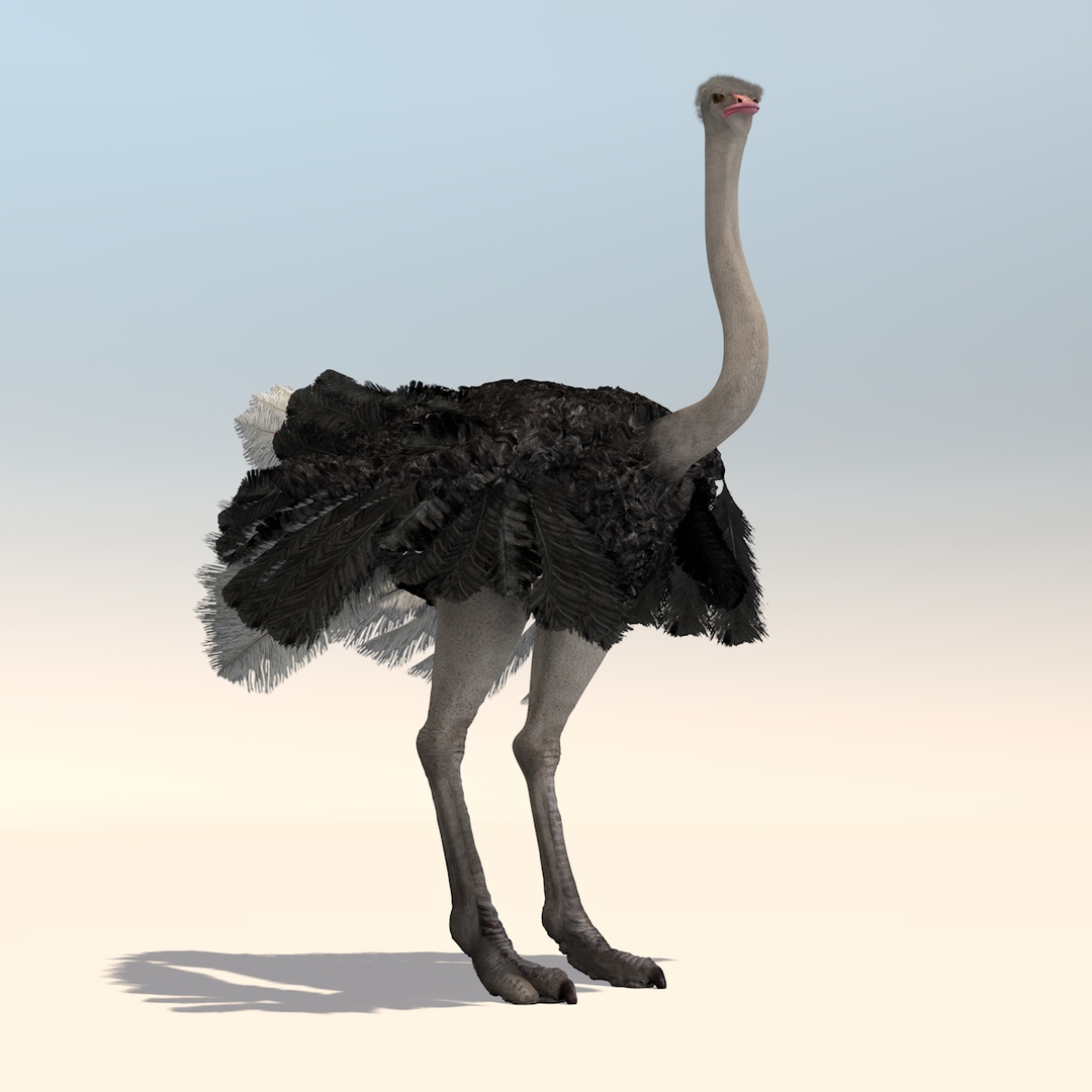 3D animation african ostrich model - TurboSquid 1215941